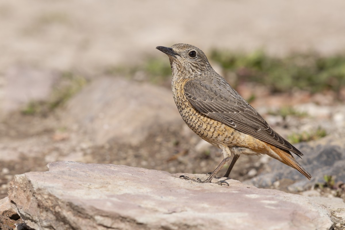 Rufous-tailed Rock-Thrush - ML646737039