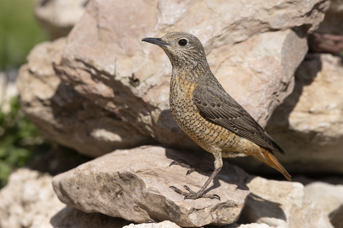 Rufous-tailed Rock-Thrush - ML646737040