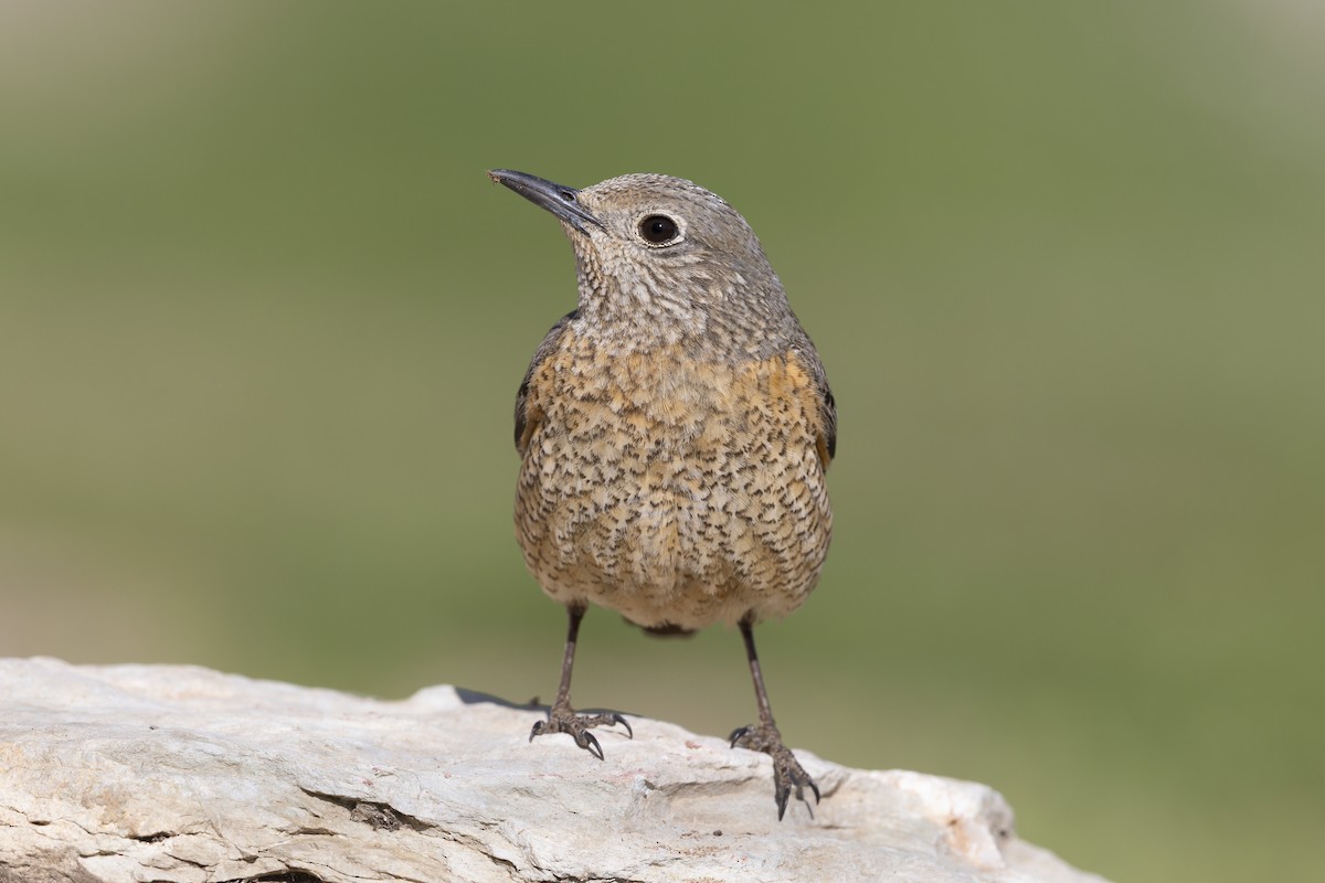 Rufous-tailed Rock-Thrush - ML646737041