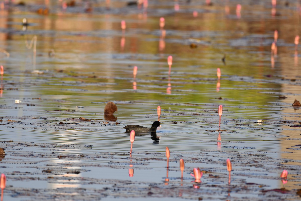 Eurasian Coot - ML646737049