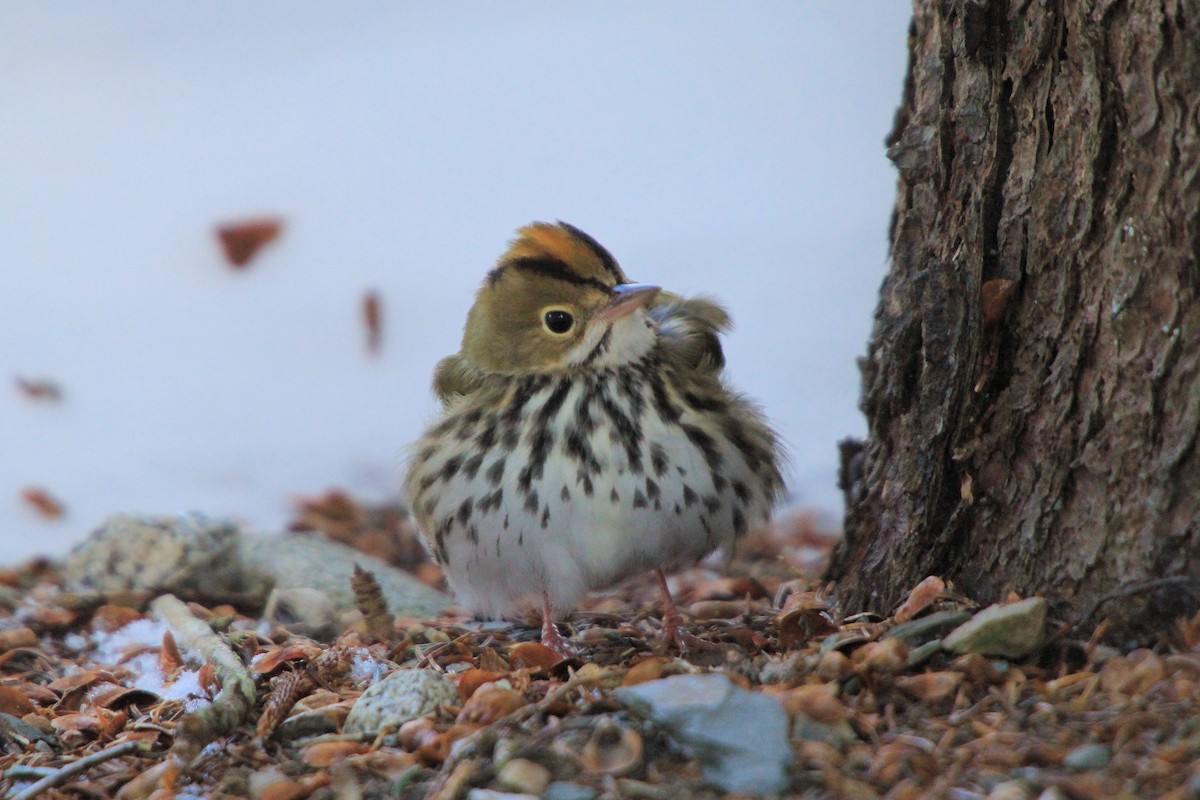 Ovenbird - ML646737050