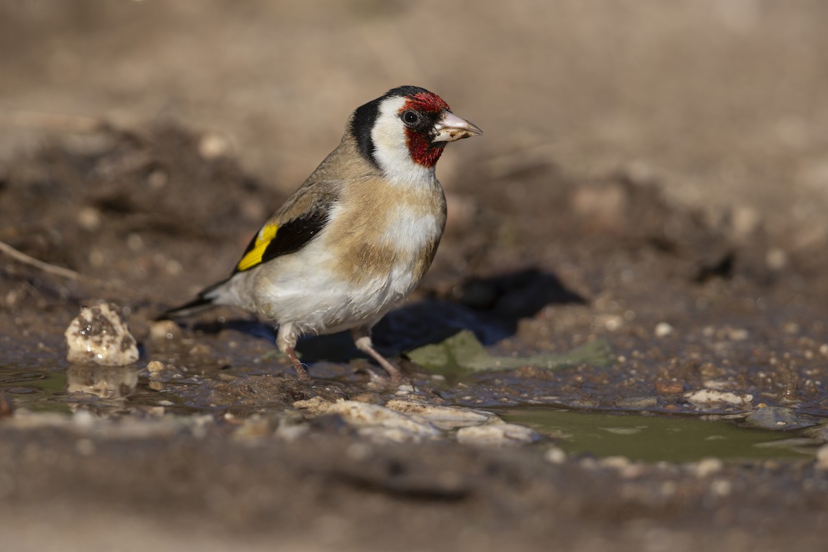 European Goldfinch - ML646737051