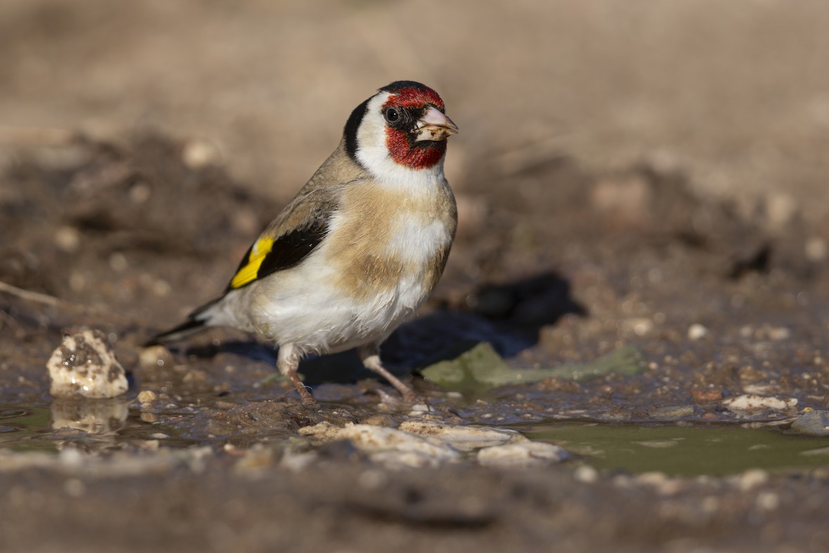 European Goldfinch - ML646737052
