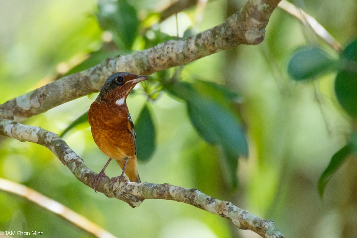 hvitstrupesteintrost - ML646737053