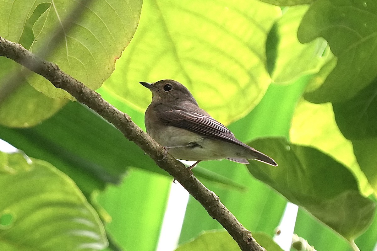 黃眉黃鶲 - ML646737056