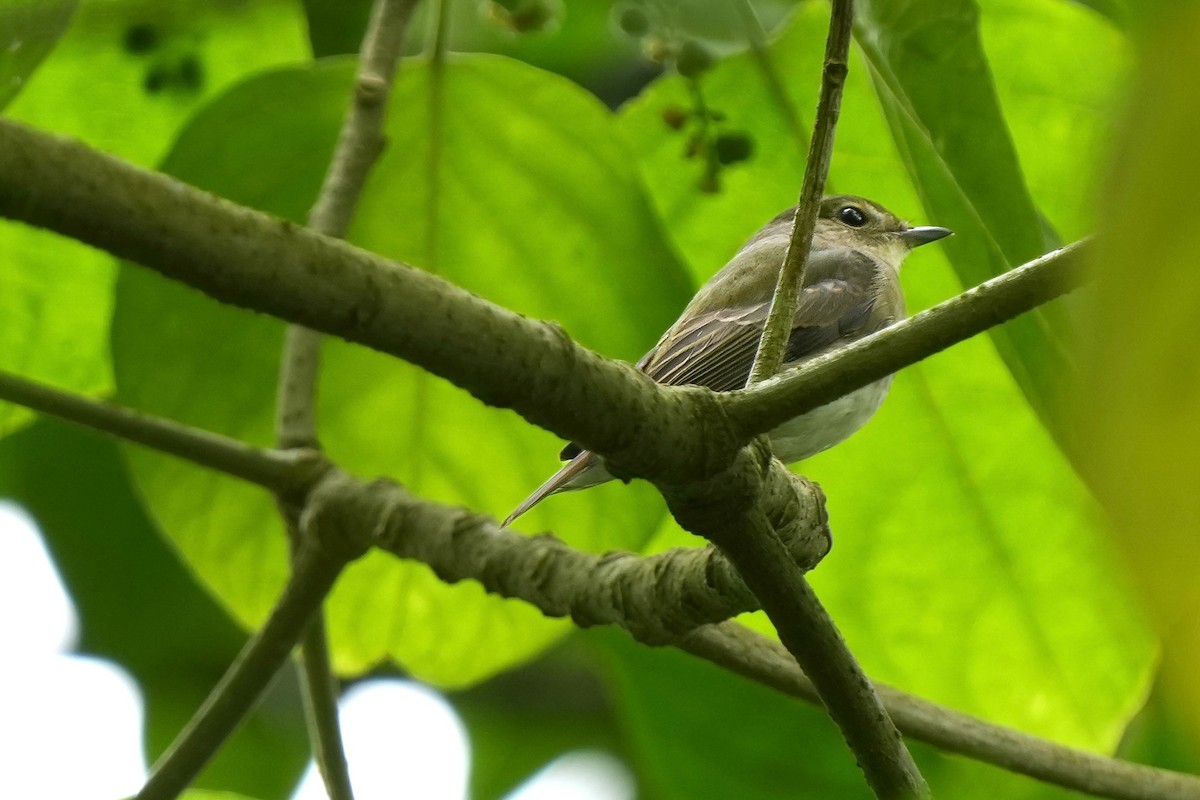 黃眉黃鶲 - ML646737057