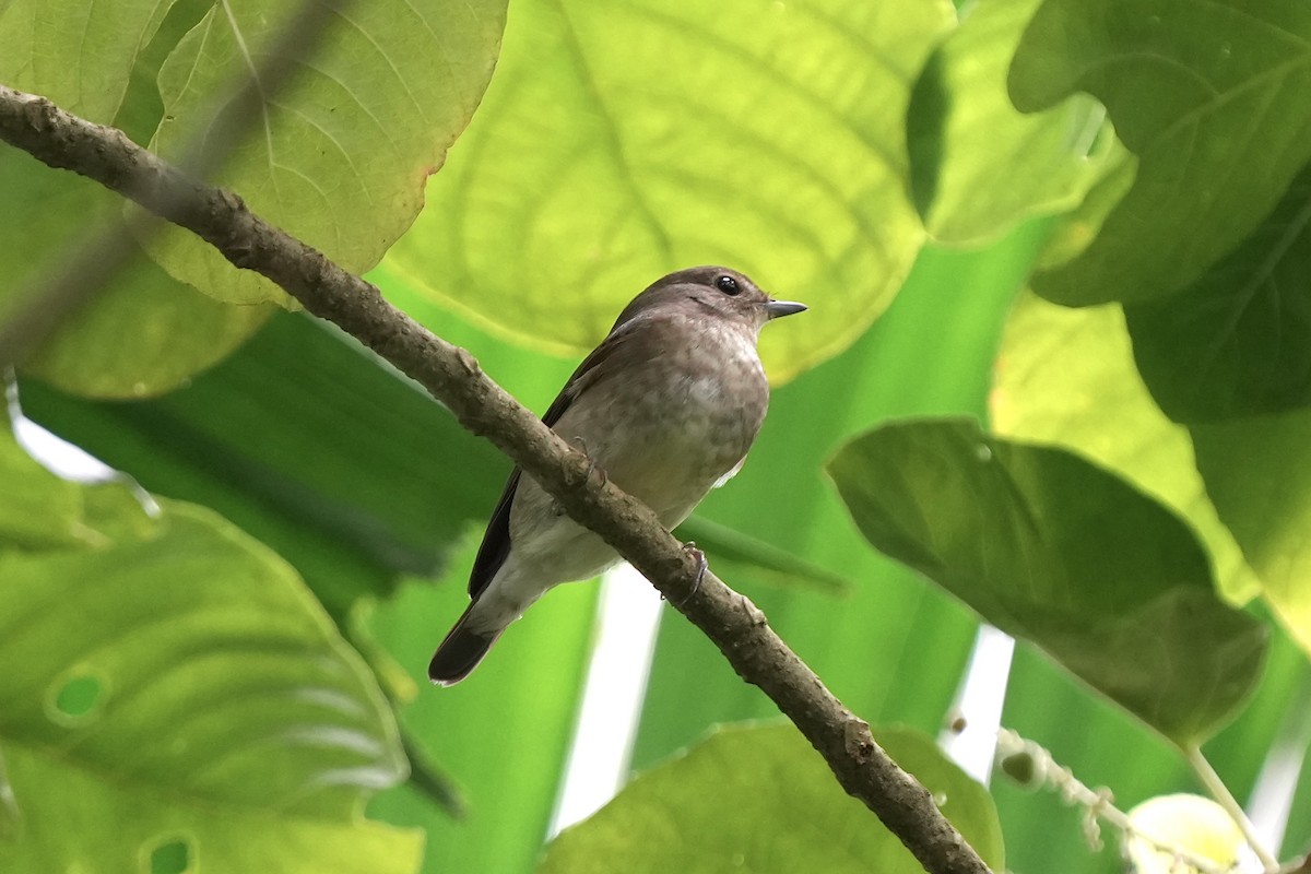 黃眉黃鶲 - ML646737058
