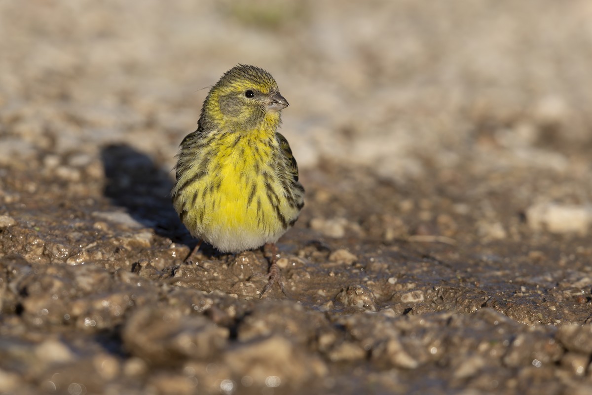 European Serin - ML646737062