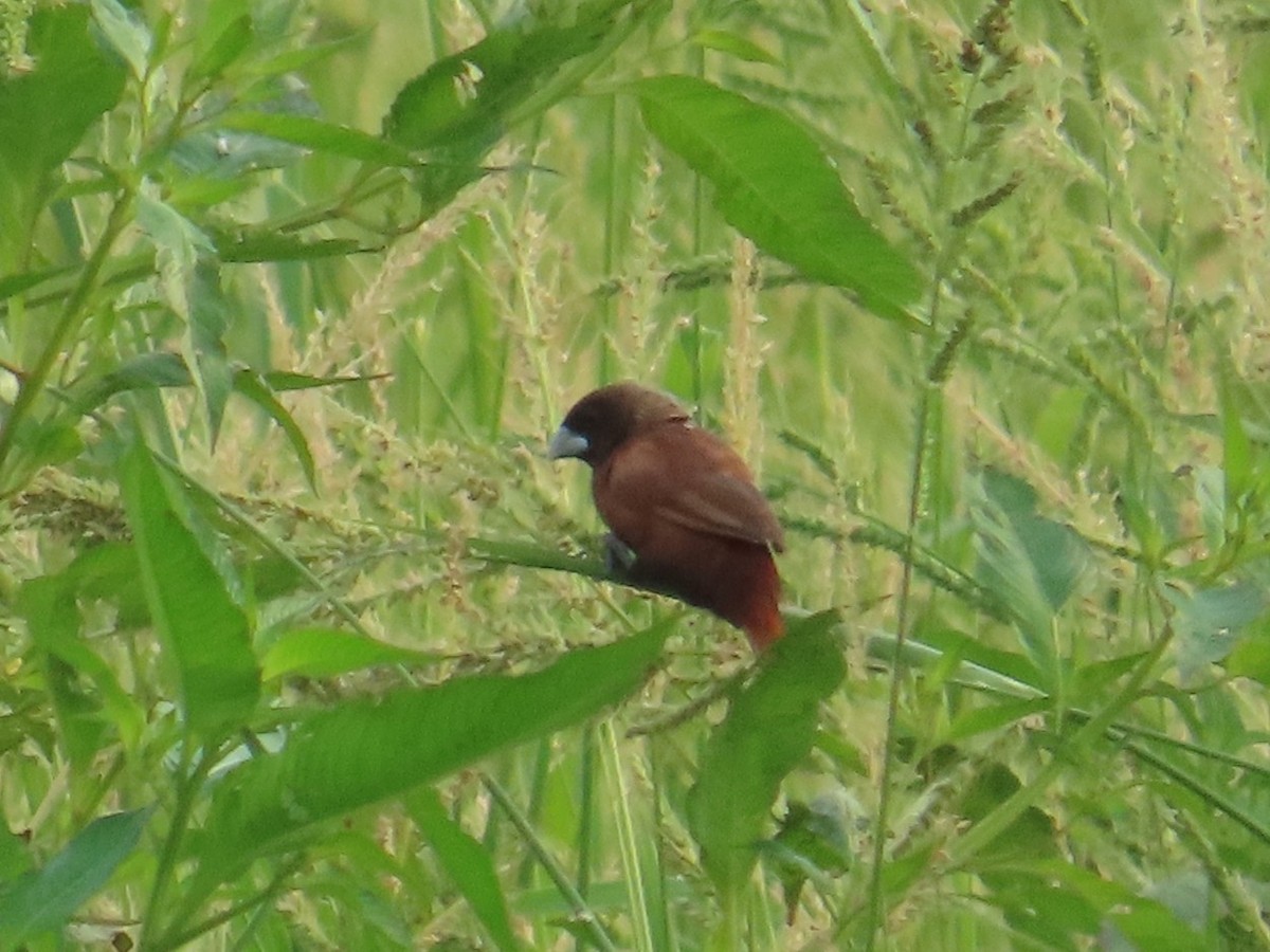 Chestnut Munia - ML646737065