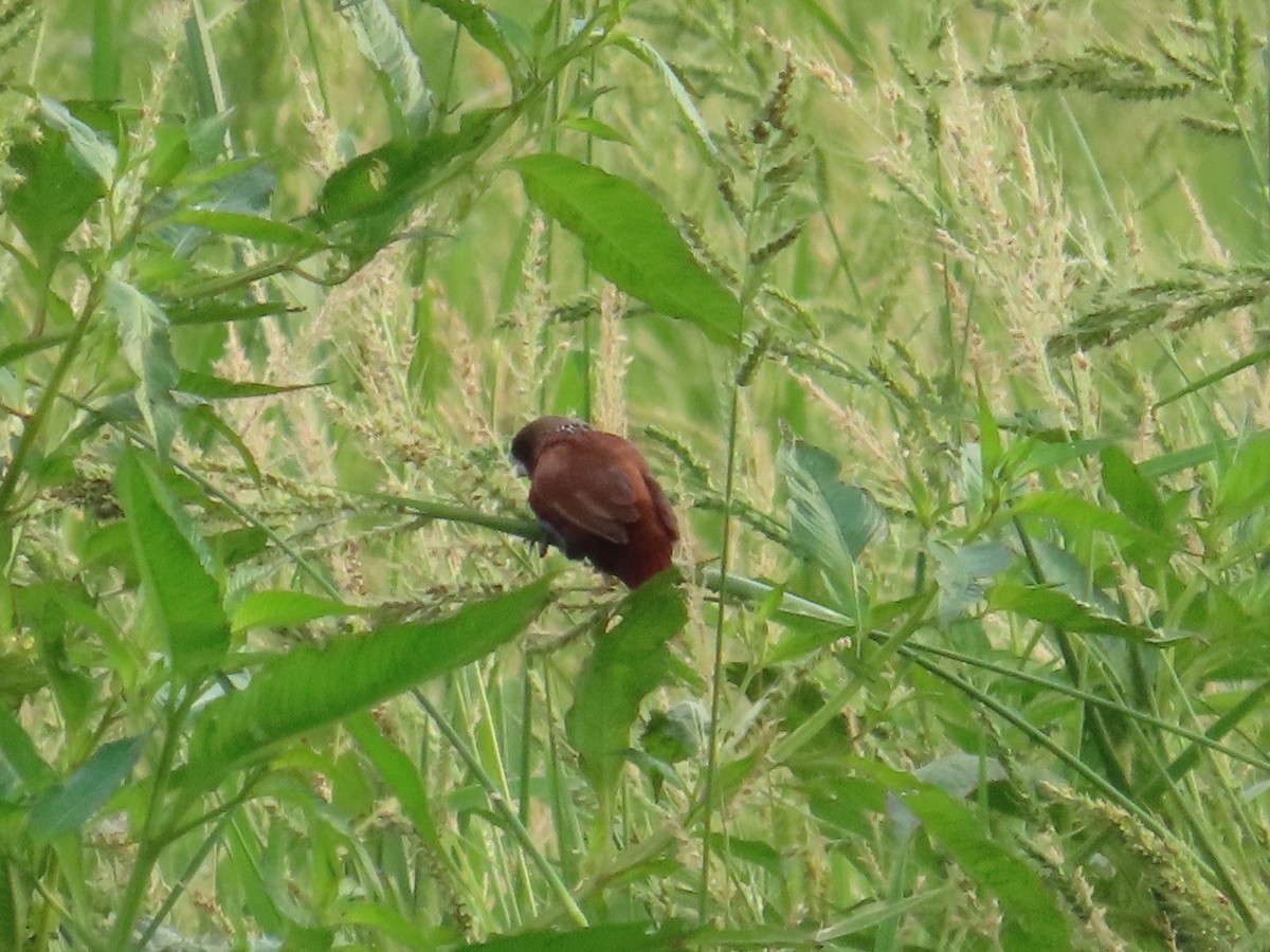 Chestnut Munia - ML646737066