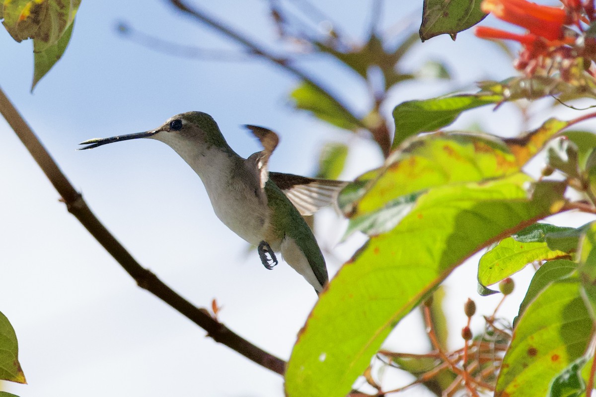 Ruby-throated Hummingbird - ML646737067