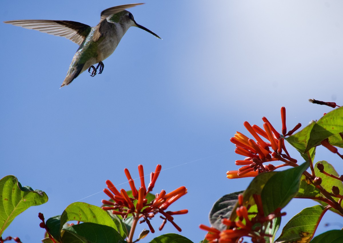 Ruby-throated Hummingbird - ML646737068