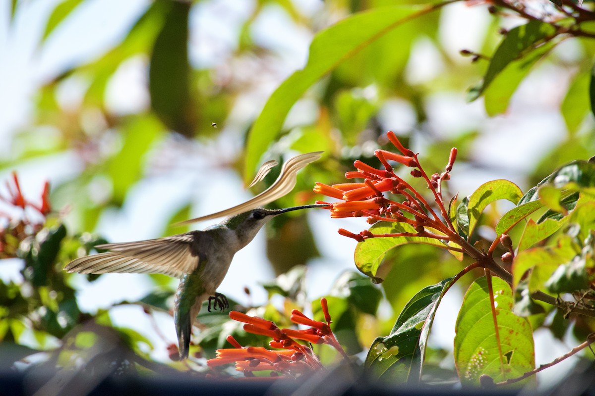 Ruby-throated Hummingbird - ML646737069