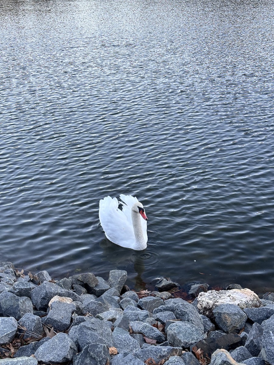 Mute Swan - ML646737070