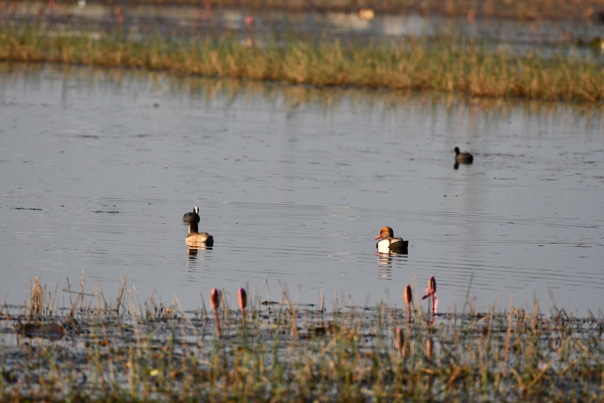 Red-crested Pochard - ML646737074