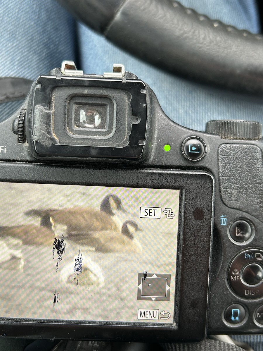 小加拿大雁 - ML646737075