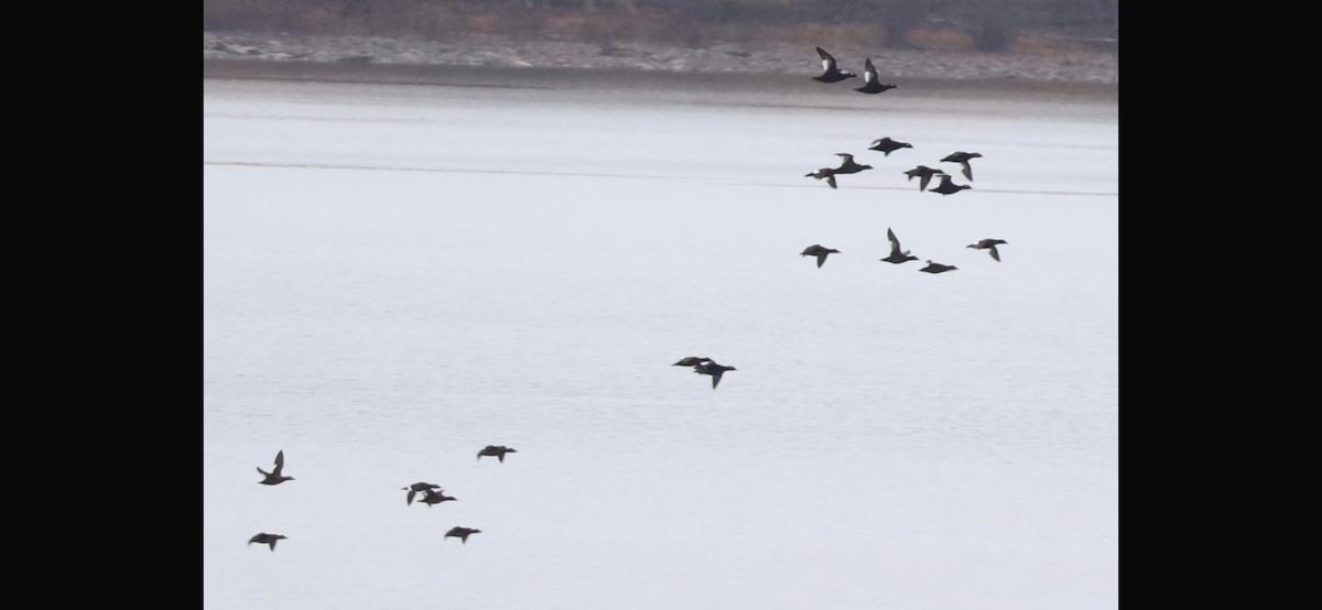 Negrón Aliblanco - ML646737077