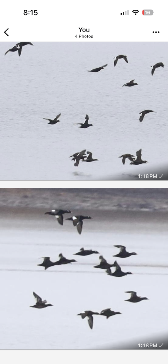 Negrón Aliblanco - ML646737078