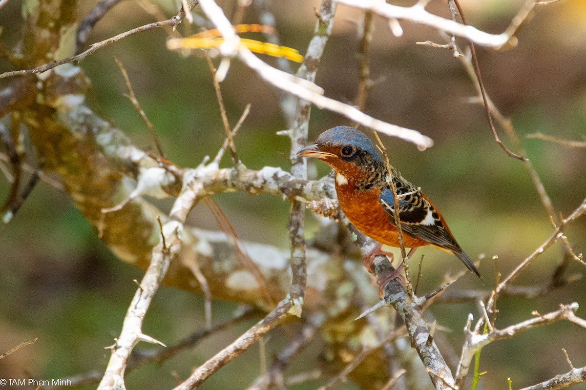 hvitstrupesteintrost - ML646737079