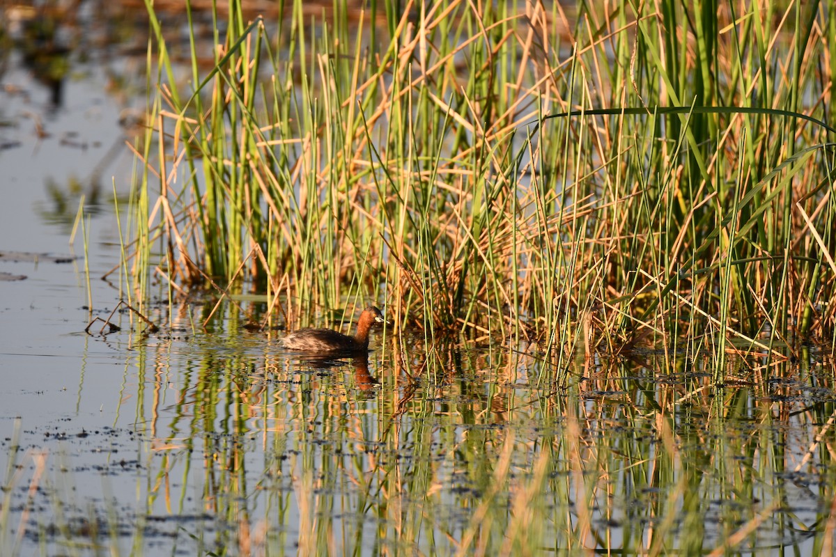 Little Grebe - ML646737080