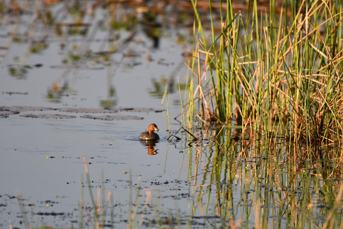 Little Grebe - ML646737081