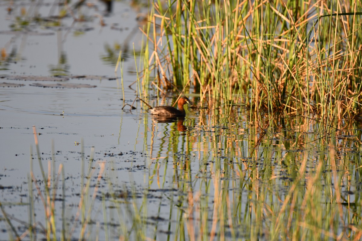 Little Grebe - ML646737082