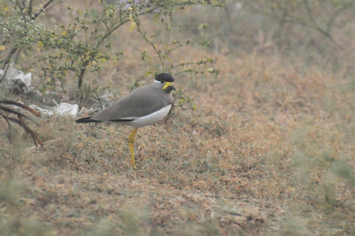 Yellow-wattled Lapwing - ML646737083