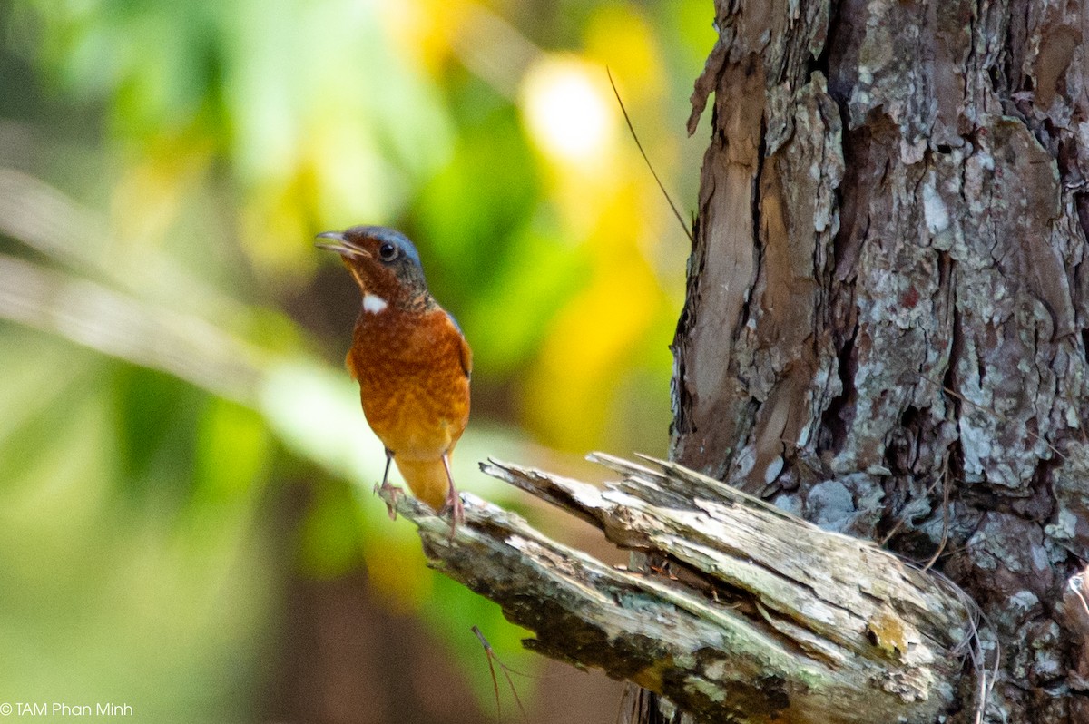 hvitstrupesteintrost - ML646737084