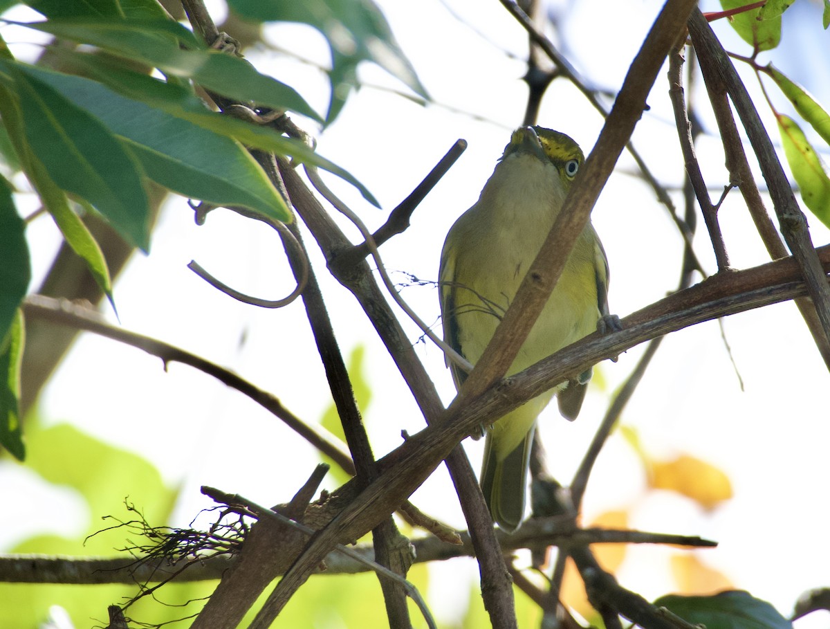 White-eyed Vireo - ML646737085