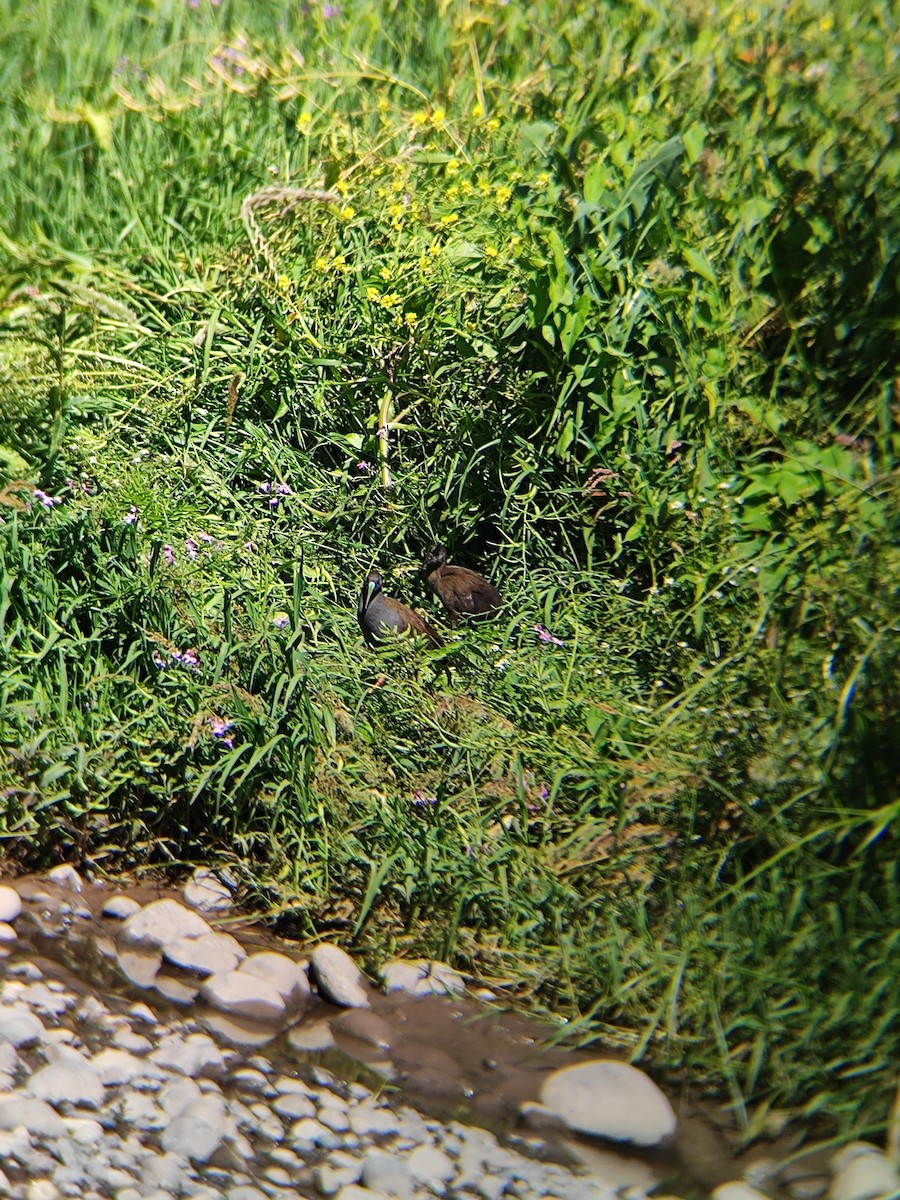 Plumbeous Rail - ML646737088