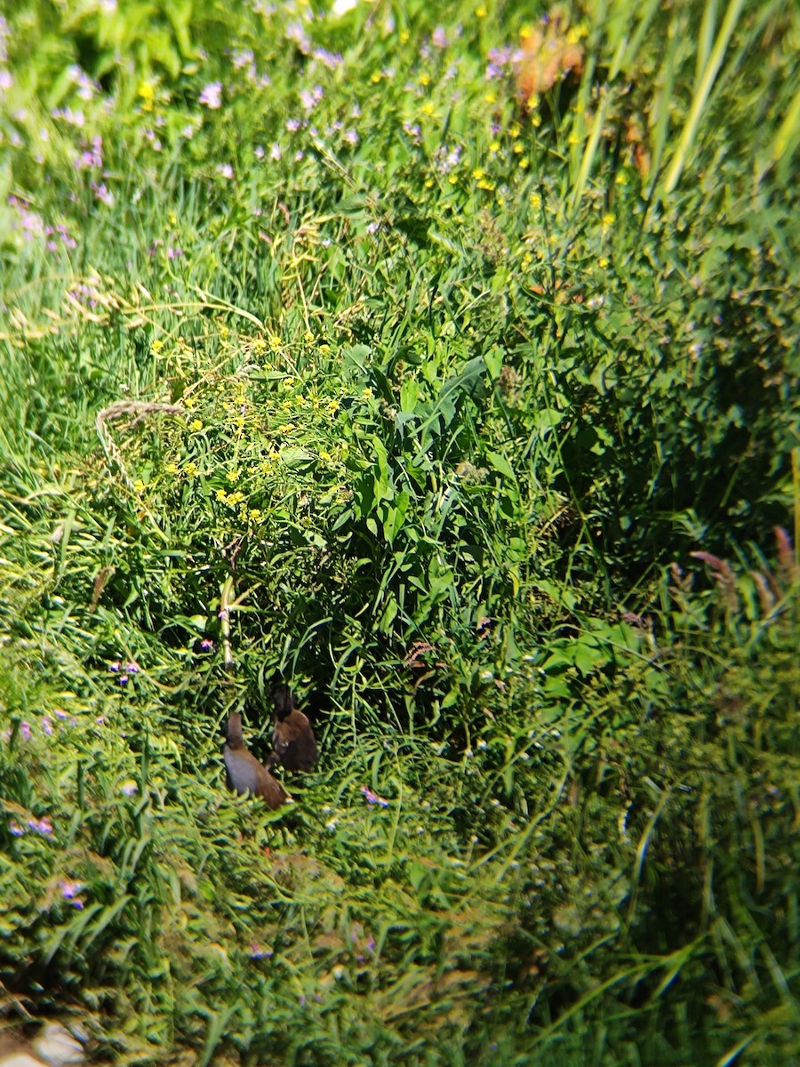 Plumbeous Rail - ML646737089