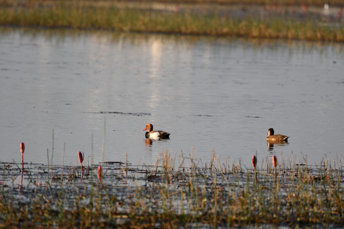 Red-crested Pochard - ML646737093