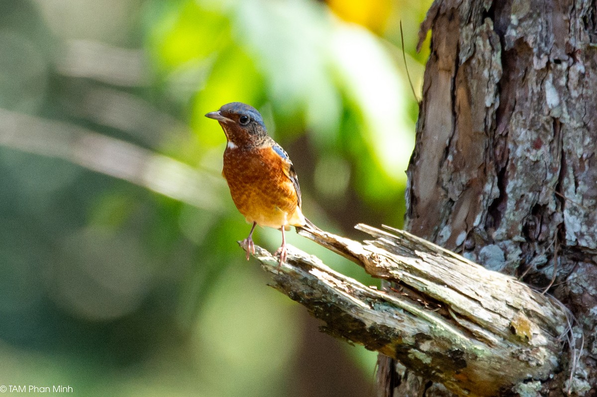 hvitstrupesteintrost - ML646737094