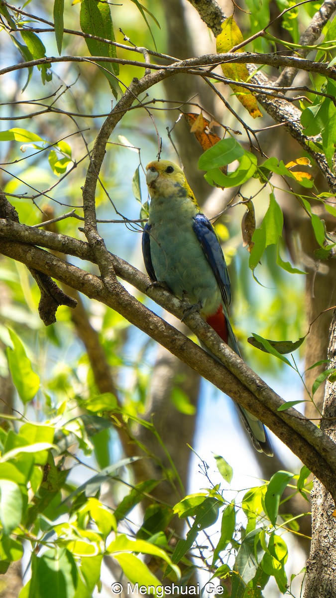 ホオアオサメクサインコ - ML646737098