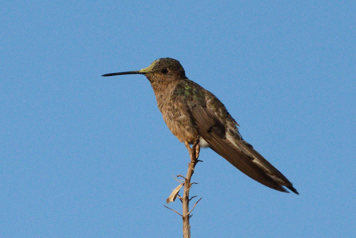 kjempekolibri - ML646737099