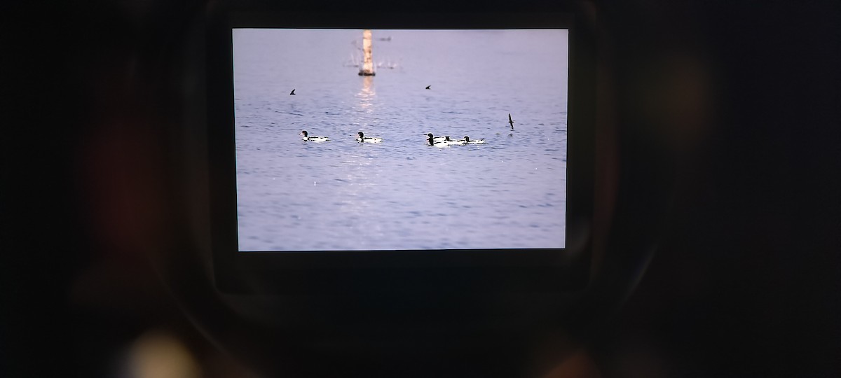 Common Shelduck - ML646737100