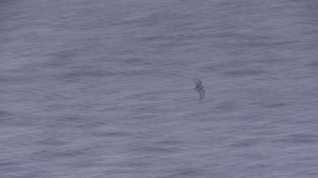 Henderson Petrel - ML646737101