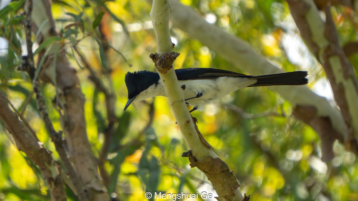 Restless Flycatcher - ML646737102