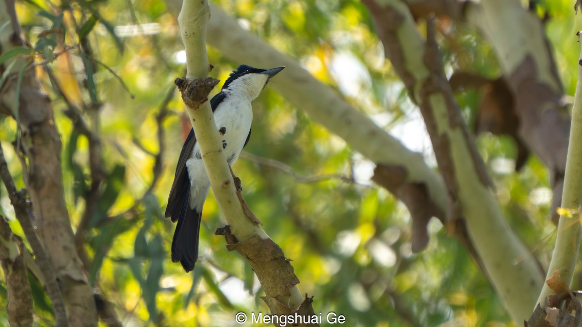 Restless Flycatcher - ML646737103
