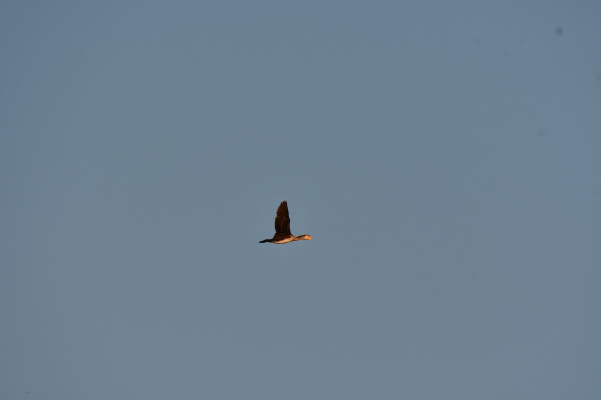 Great Cormorant - ML646737104