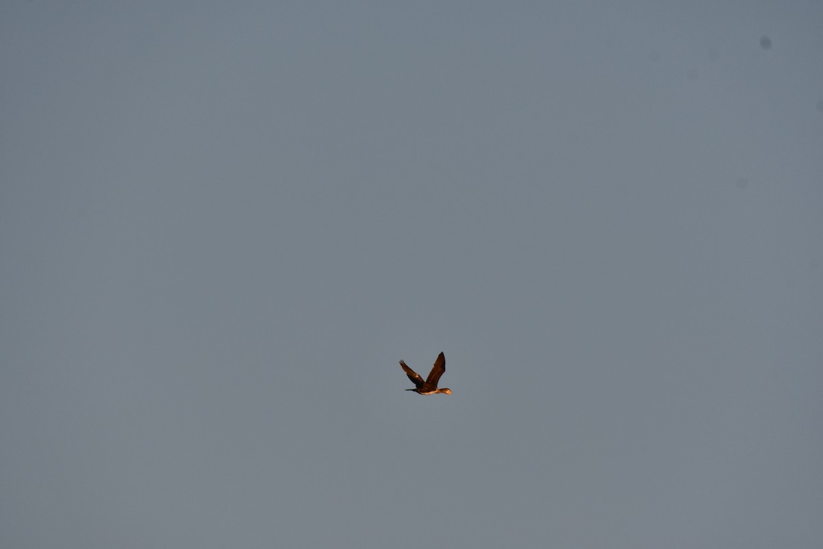 Great Cormorant - ML646737105