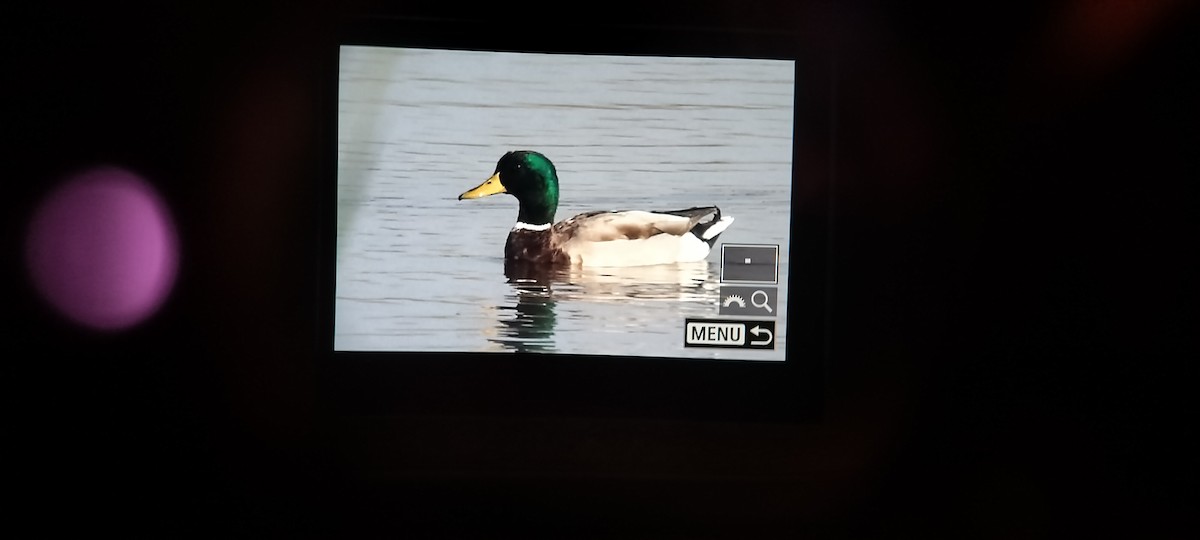 Mallard - ML646737109