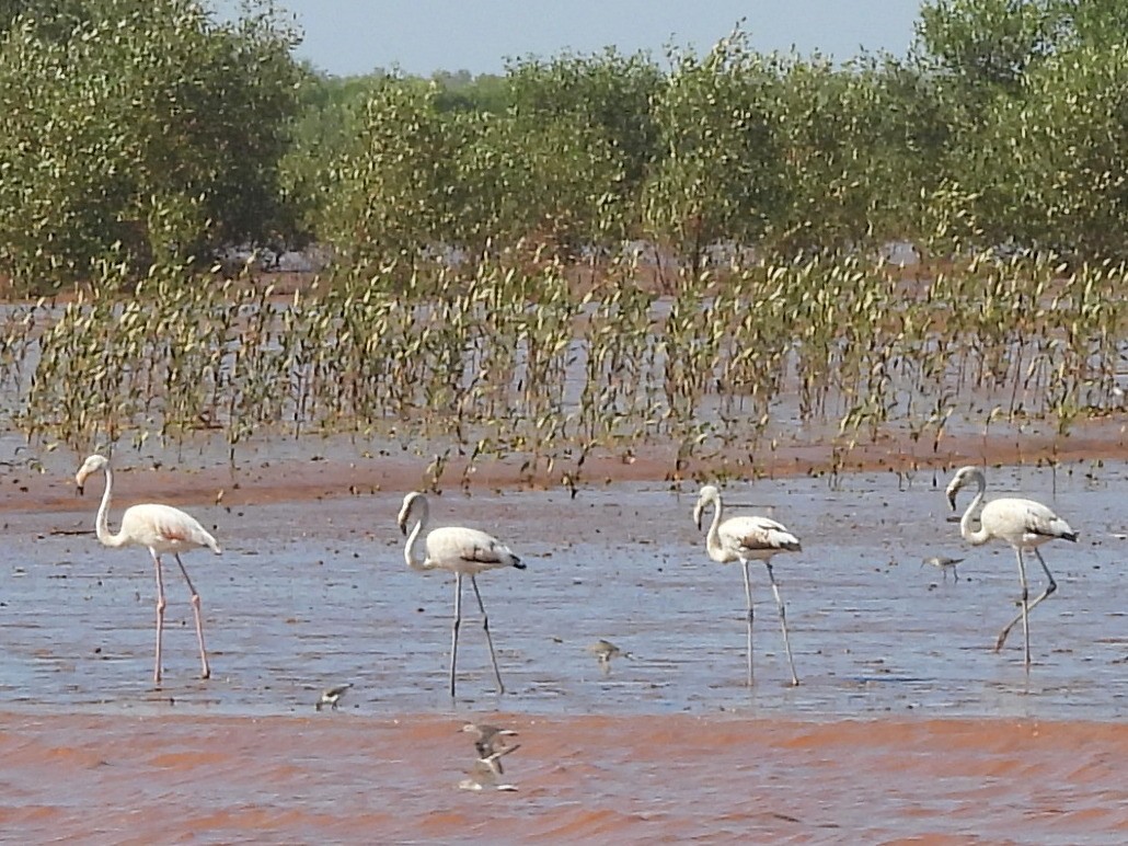 Zwergflamingo - ML646737111