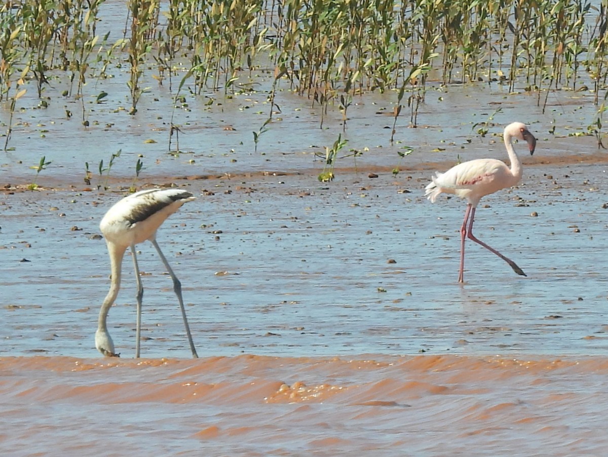 Zwergflamingo - ML646737112