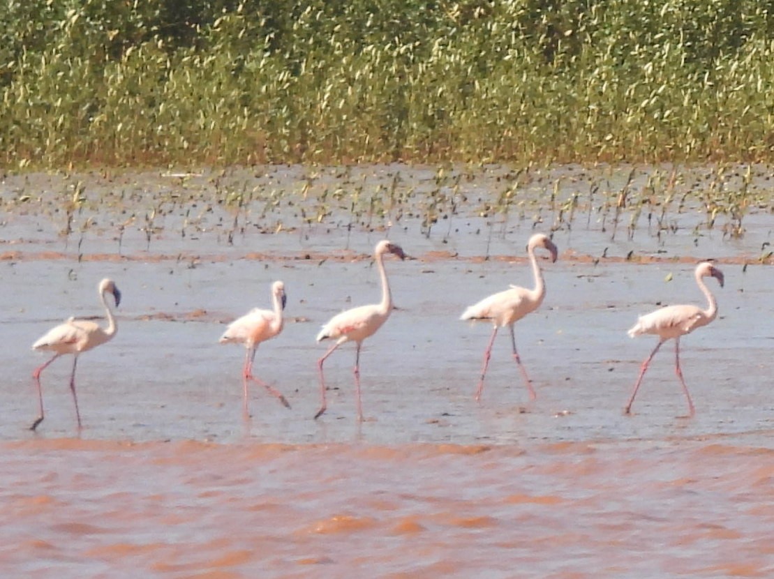 Zwergflamingo - ML646737113