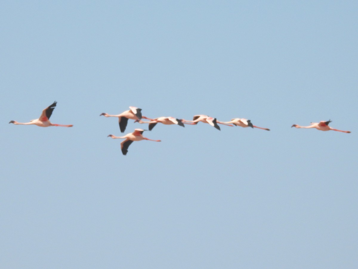 Zwergflamingo - ML646737116