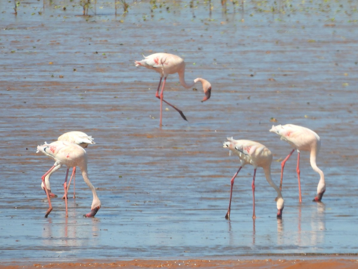 Zwergflamingo - ML646737117