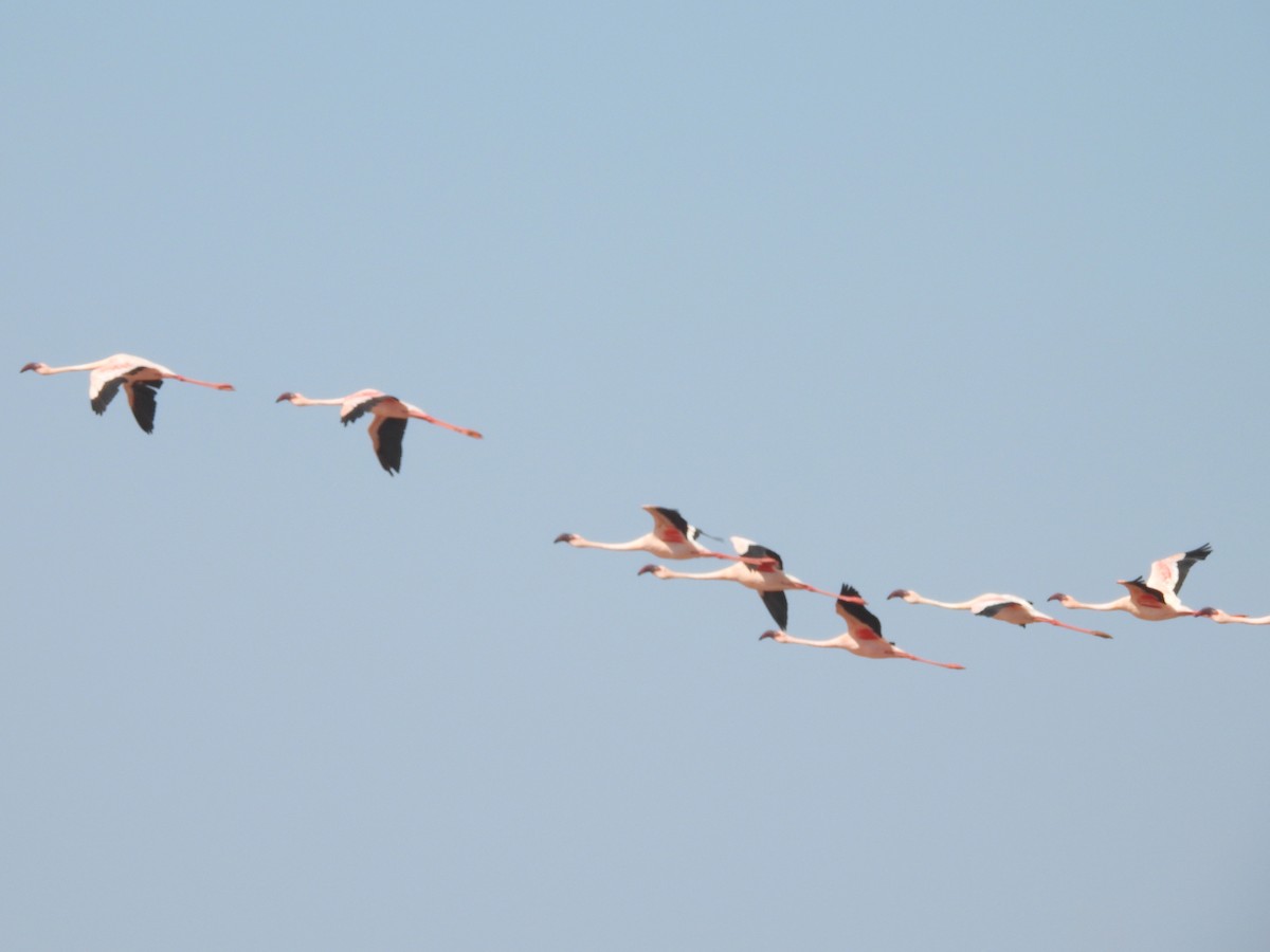 Zwergflamingo - ML646737118