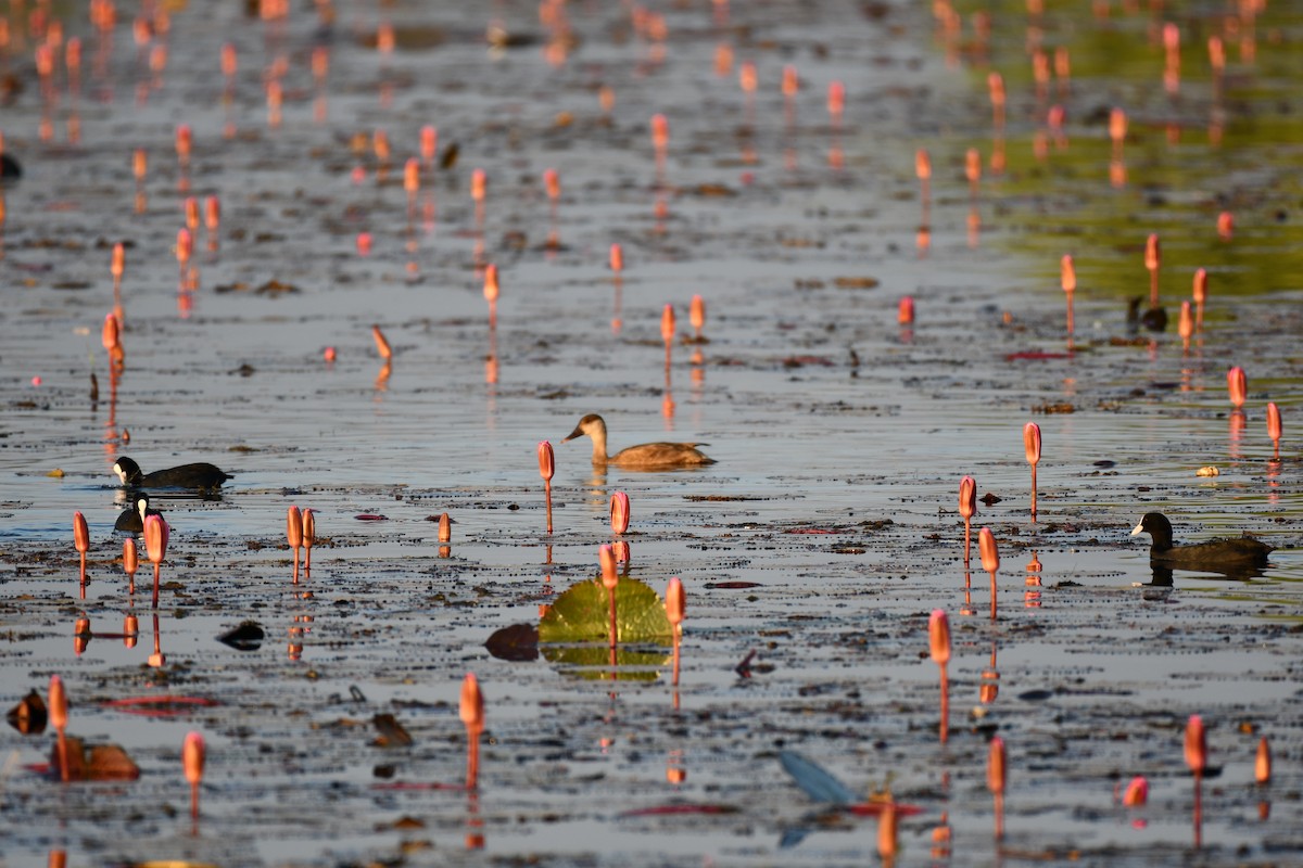 Red-crested Pochard - ML646737124