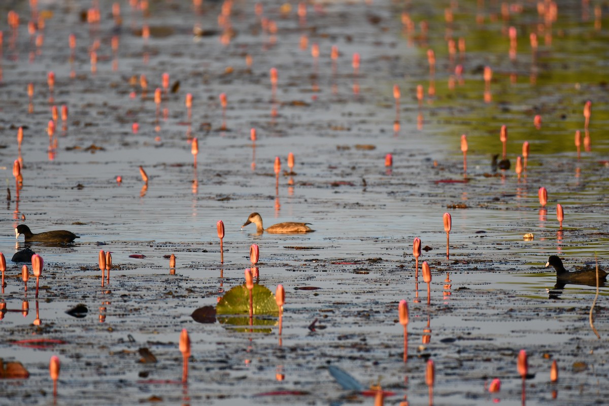 Red-crested Pochard - ML646737125